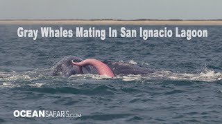 Gray Whales Mating in San Ignacio [upl. by Odlavso365]