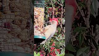 Redbellied Woodpecker Virginia USA [upl. by Annyrb866]