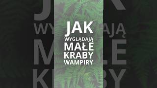 🦀Młode kraby wampiry więcej na kanale i w Ebooku geosesarma terrarium aquascape krabywampiry [upl. by Ansell]