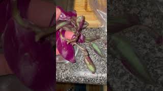 Trying to Save Tradescantia zebrina BKA Silver Inch Plant [upl. by Nosimaj419]