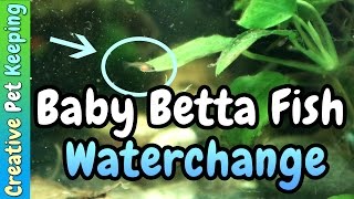 Two Week Old Baby Betta Fish  STARTING WATER CHANGES [upl. by Shimkus]