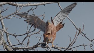 Sound of Lesser KestrelFalco Naumanni Pair When Mating on a Tree  4K [upl. by Ateinotna472]