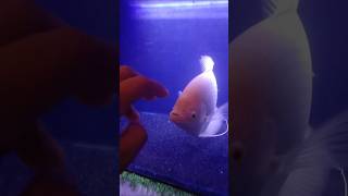 Huge giant gourami 💀 [upl. by Yttap]