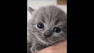 Adorable Baby Cat – Cutest Kitten Moments [upl. by Anihc]