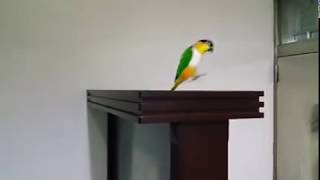 Caique parrot jumping [upl. by Koblas]