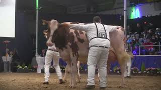 SCHAU DER BESTEN 2024 Videos von CATTLEde  Teil 23 [upl. by Jacquet]