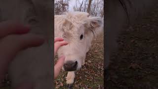 Highlands on this glorious day Highlands highland minicow highlandcow farmanimals farmlife [upl. by Aerua]