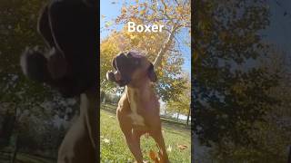 Il Boxer Un Cane Straordinario [upl. by Ladnar]