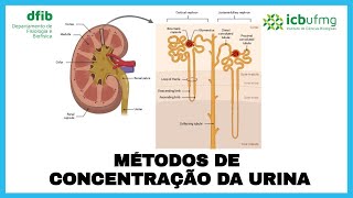 Fisiologia Renal  Métodos de concentração da urina com foco no mecanismo de contracorrente [upl. by Shumway]