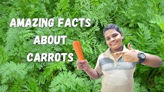 Amazing Facts about Carrots in Tamil  கேரட் பற்றிய ஆச்சரியமளிக்கும் தகவல்கள்  Harshans Whats What [upl. by Ayoj]