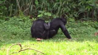 Visiting Bonobos in Kinshasa CongoAfrica [upl. by Nadbus518]