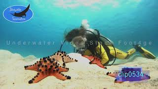 0534Scuba diver girl with orange starfish HD Royalty Free Stock Footage [upl. by Ykvir]