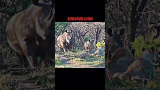 Rhino vs lion trending animals wildlife lion rhino shorts shortvideo short [upl. by Hicks667]