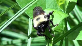 Beelike Robber Fly Asilidae Laphria thoracica Anterior View [upl. by Alyahsal57]