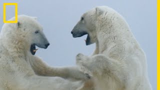 Combat dours polaires au milieu dune tempête [upl. by Mccreary]