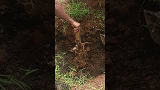 Typical African village life planting matooke africa africanvillage villagelife africanlife foo [upl. by Maher502]