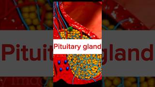 Pituitary gland short shorts ytshorts viralvideo pituitarygland short video 3d animation [upl. by Nwahsiek]