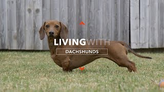 ALL ABOUT LIVING WITH DACHSHUNDS [upl. by Yrok]