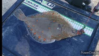 Sea fishing UK  Brighton marina East wall  plaice fishing [upl. by Maria]