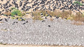 Wader Spectacular  RSPB Snettisham Norfolk United Kingdom [upl. by Krik]