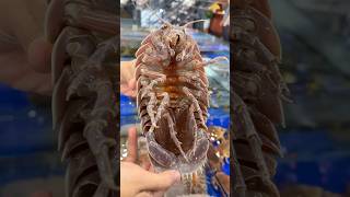 Amazing Deep Sea Alien Lobster Sea Beetle [upl. by Kared465]