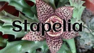 StapeliaTodos sus cuidados🌵🇪🇨 [upl. by Aube]