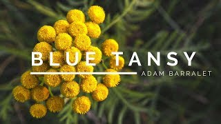 Blue Tansy  The Oil of Dreams [upl. by Usanis]