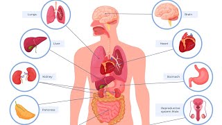 palpation percussion and Auscultation of the lungs heart kidney bladder gallbladder and liver [upl. by Llerot468]