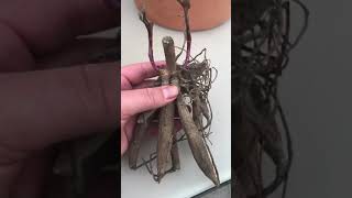 How to pot upplant dahlia tubers 🌸NOVICE GARDEN [upl. by Nelaf]