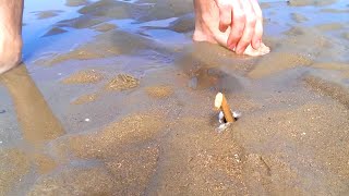 How to Catch a Razor Fish  Clam with just Salt [upl. by Juno105]