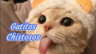 🐱 Gatitos Chistosos Parte 1🐱😂 [upl. by Eirol532]