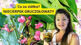 Doskonały na problemy ze skórą i włosami do przemywania oczu Jak zrobić herbatę i go stosować [upl. by Nirtak]