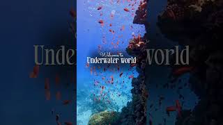 Welcome to underwater world 🪸🐟🐬🦈🌊 scubadiving sea ocean [upl. by Siurtemed]