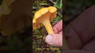 Beautiful Chanterelle growing just in time for Thanksgiving wildmushroomforaging [upl. by Nnaynaffit936]