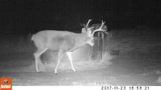 Southern Mule Deer Odocoileus hemionus fuliginatus Buck Rub Urination [upl. by Hesta799]