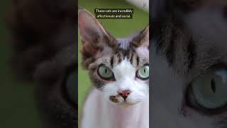 Cornish Rex Cat The Weirdest Cat Breed Youve Never Heard Of [upl. by Jaddo]