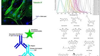 Biotechniques  Basic Principles of Immunofluorescence IF [upl. by Bailie389]