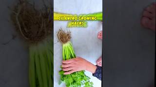 Unlimited Cilantro Growing Hacks ধনিয়া পাতা চাষের পদ্ধতি shots cilantro growing plant [upl. by Mcadams]