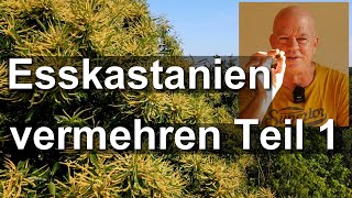 Bienenbaum Esskastanie vermehren Teil 1  Maronen aussäen  Castanea sativa [upl. by Ainotna]