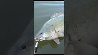 Green Jacket Green Fish fishing murraycod codfishing shorts murrayriver freshwaterfish mates [upl. by Quigley]