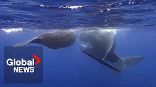 A whale of a tale How scientists are decoding the language of sperm whales [upl. by Dasi16]