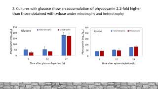 Growth and phycocyanin production with Galdieria sulphuraria UTEX 2919 [upl. by Ninos]