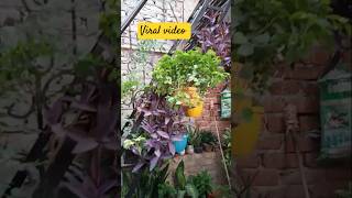 Apne hathon se plant lagane k benefits👍🏻 terracegarden gardening garden plants motivation [upl. by Sinclare]