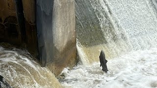 Salmon Heading Upstream nature fishing salmonrun livestream [upl. by Felisha105]