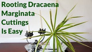 Dracaena Marginata Cuttings Root Easily In Water Heres How To Keep Them Healthy [upl. by Lleddaw]