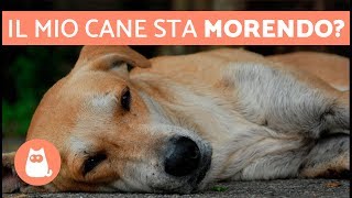 Come capire che il cane sta per morire – 5 SINTOMI evidenti [upl. by Herstein466]