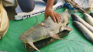 king of water goonch catfish Cutting The king of water the biggest fish  fishing video [upl. by Eladal]