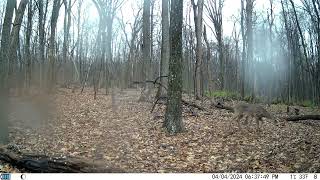 Trail Camera  8 Footage from 324 to 4232024 [upl. by Ferino]