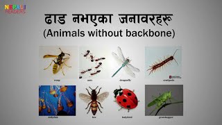 ढाड नभएका जनावरहरु Invertebrate  Class 5  Science [upl. by Otilopih]