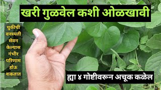 गुळवेल कशी ओळखावीअमृतवेल गुडूची गिलॉय Gulvel Kashi OlkhaviHow To Identify Tinospora Cordifolia [upl. by Eetnuahs]